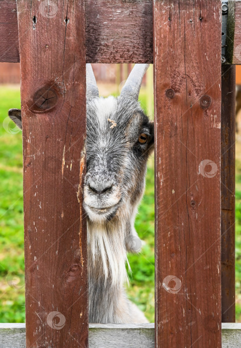 Скачать Серая домашняя коза с любопытством выглядывает из-за деревянного забора на зеленом пастбище в сельской местности. фотосток Ozero