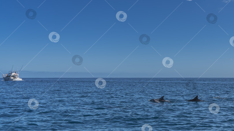 Скачать Спинные плавники и спины дельфинов видны над поверхностью голубого океана. фотосток Ozero