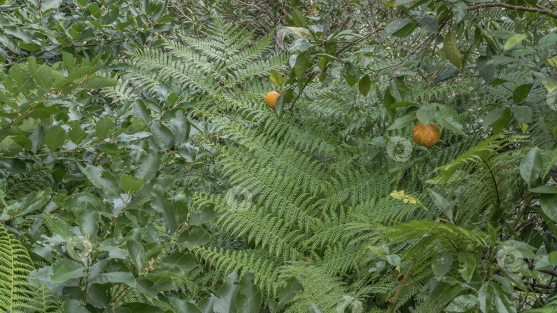 Скачать Ярко-оранжевые цитрусовые плоды на ветвях дерева среди зеленой листвы фотосток Ozero