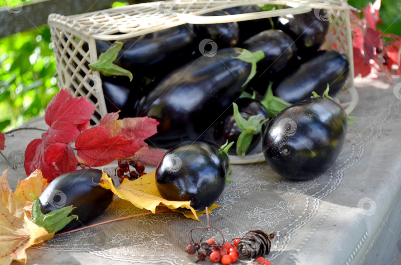 Скачать Баклажаны фотосток Ozero