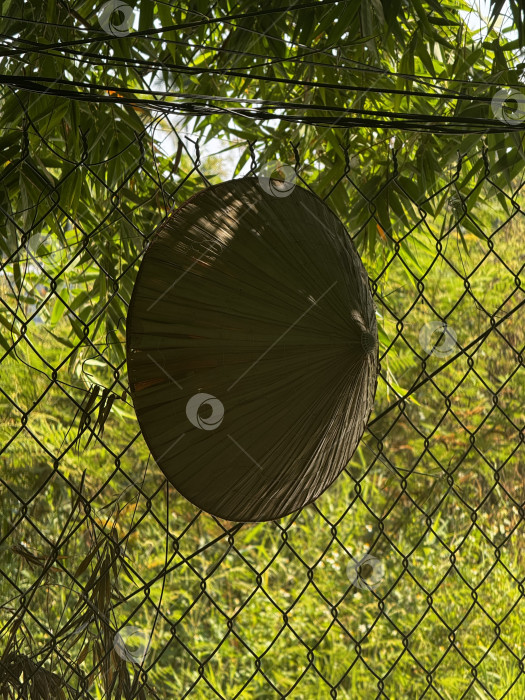 Скачать Вьетнамская коническая шляпа на заборе фотосток Ozero