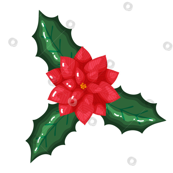 Скачать Пуансеттия с листьями остролиста Клипарт фотосток Ozero