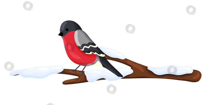 Скачать Птица Снегирь на заснеженной ветке Клипарт фотосток Ozero