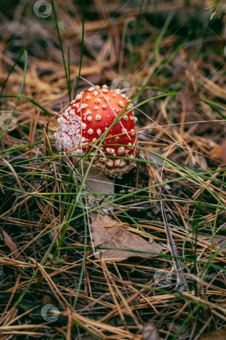 Скачать Осенний мухомор в траве фотосток Ozero