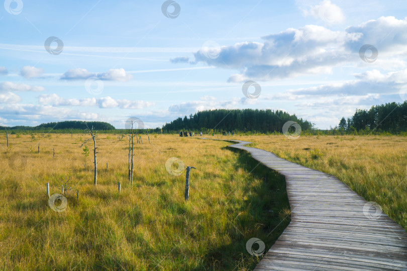Скачать Государственный природный заказник регионального значения Сестрорецкое болото фотосток Ozero