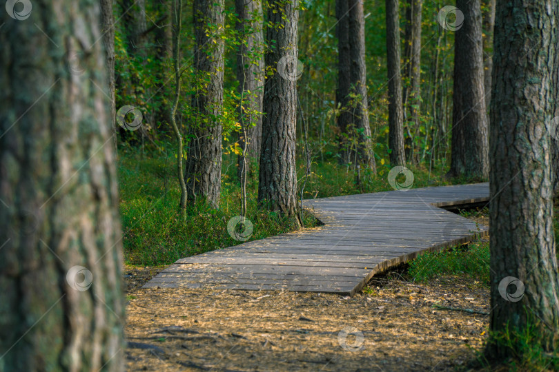 Скачать Государственный природный заказник регионального значения Сестрорецкое болото фотосток Ozero