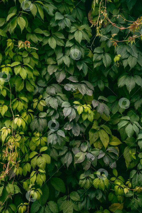 Скачать Фон Девичий виноград пятилисточковый фотосток Ozero