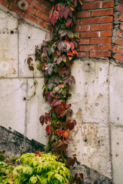 Скачать Фон Девичий виноград пятилисточковый фотосток Ozero