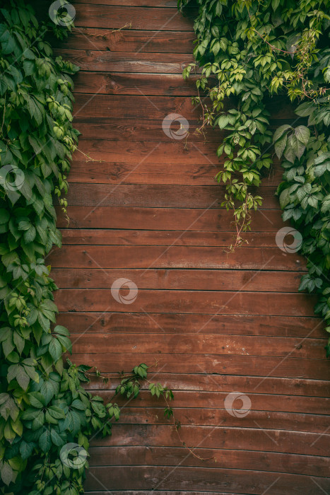 Скачать Девичий виноград пятилисточковый на фоне деревянного забора фотосток Ozero