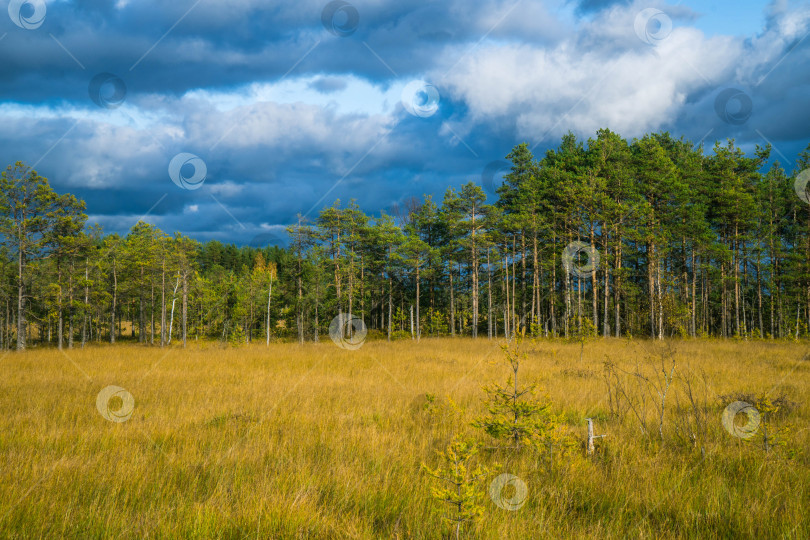 Скачать Государственный природный заказник регионального значения Сестрорецкое болото фотосток Ozero