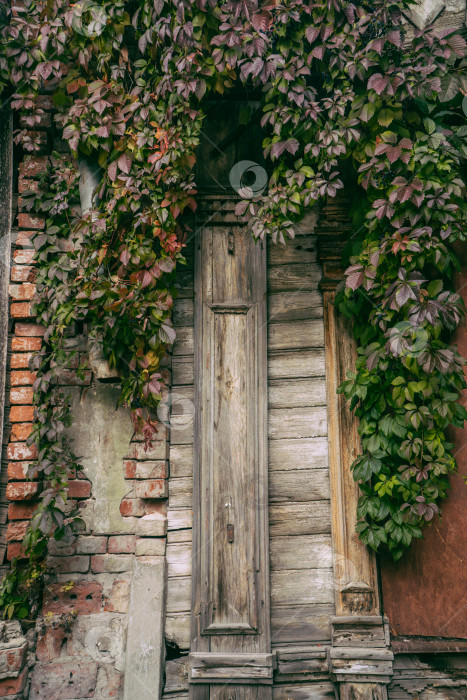 Скачать Фон Девичий виноград пятилисточковый фотосток Ozero