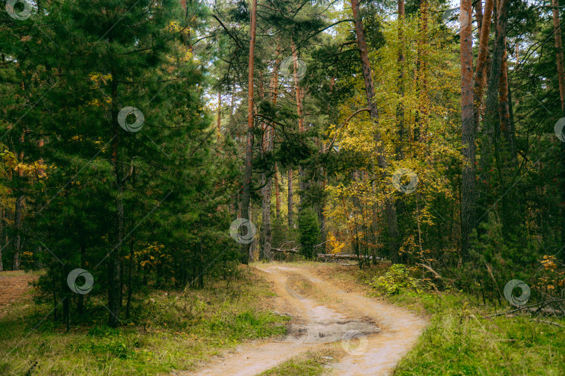 Скачать Природа в Солотче фотосток Ozero