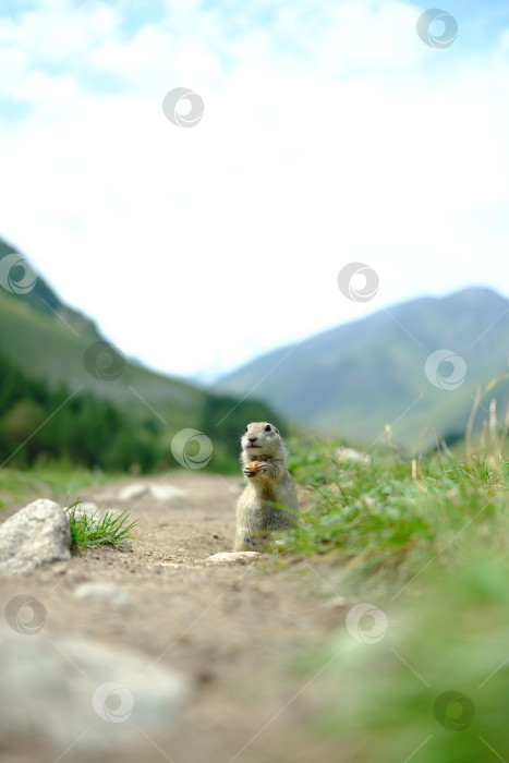 Скачать Суслик в горах фотосток Ozero