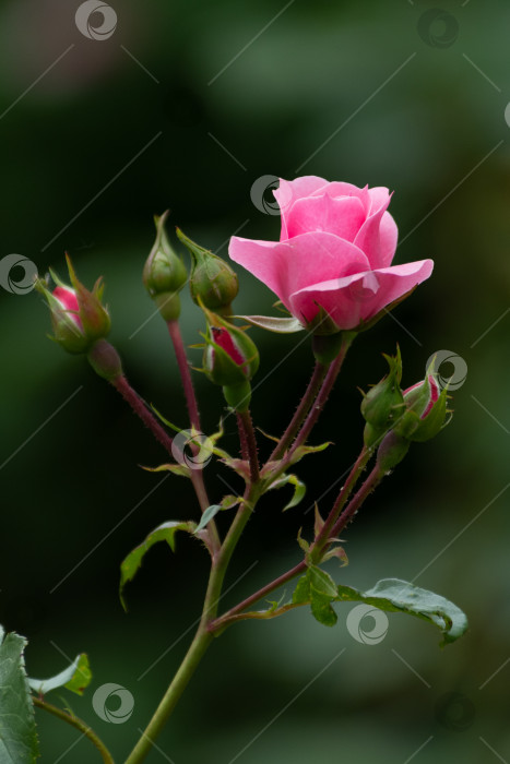 Скачать Розовая роза фотосток Ozero