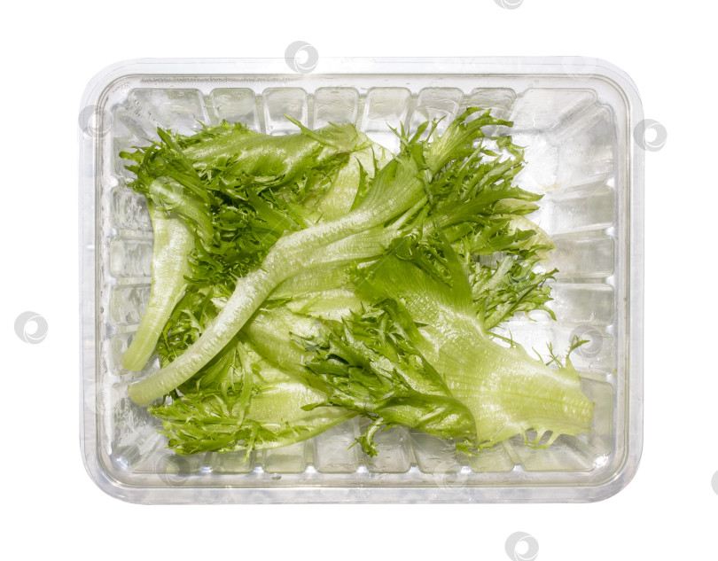 Скачать Свежие листья салата-латука.Зеленый листовой салат.Салат-латук - это растение.Фон из листьев салата. фотосток Ozero