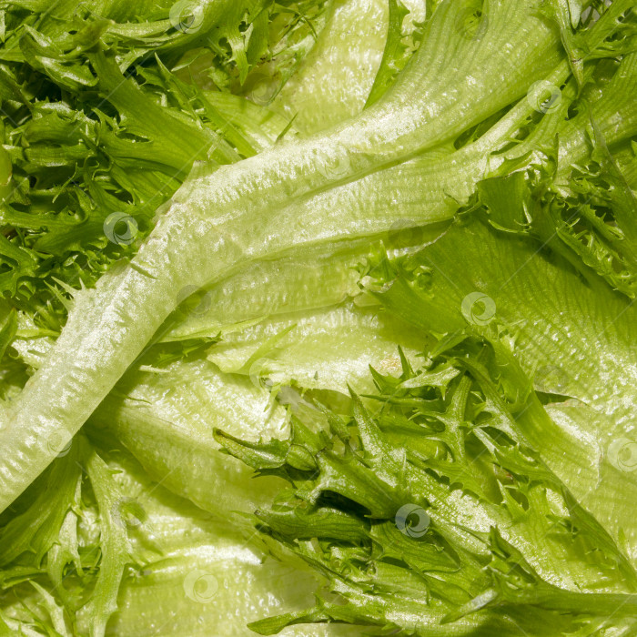 Скачать Свежие листья салата-латука.Зеленый листовой салат.Салат-латук - это растение.Фон из листьев салата. фотосток Ozero