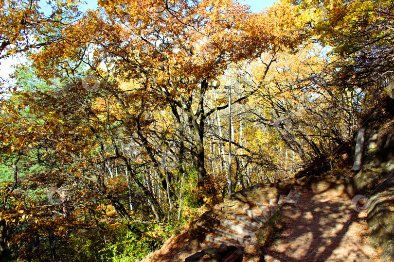 Скачать Тропинка в осеннем лесу фотосток Ozero