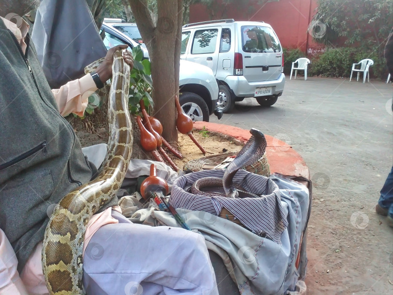 Скачать Кобра и змея фотосток Ozero