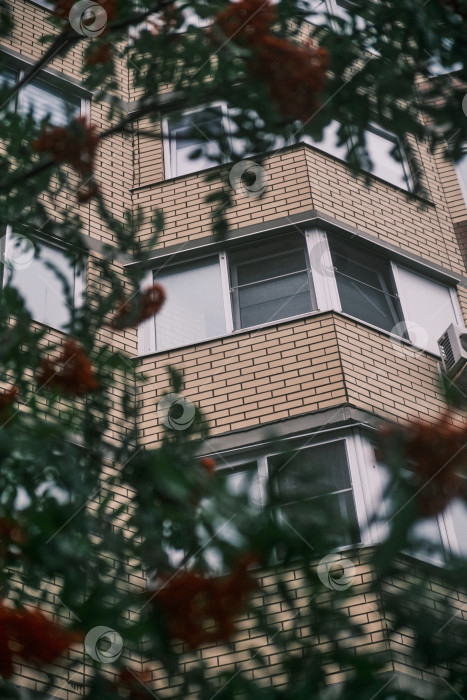 Скачать Окна жилого дома, вид через ветви рябины фотосток Ozero