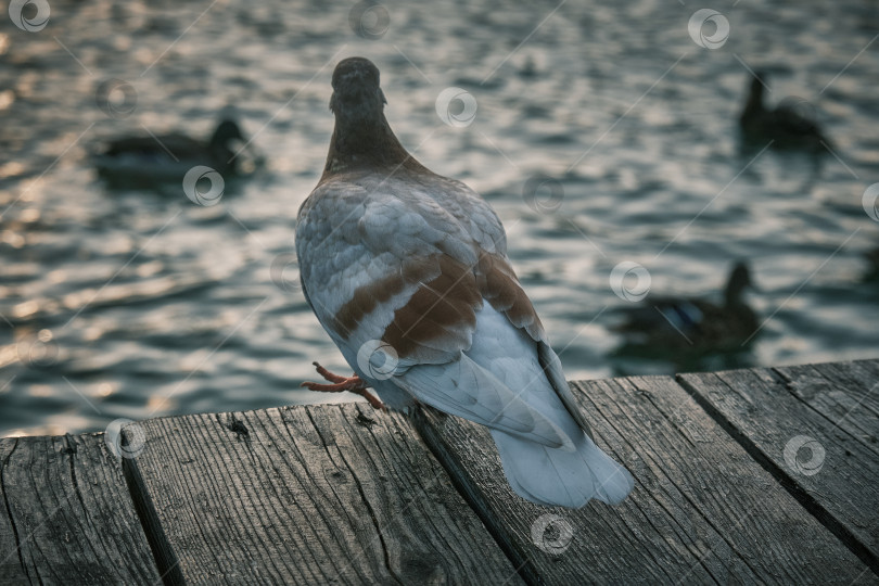 Скачать Голубь с интересом наблюдает за утками, приподняв лапку фотосток Ozero