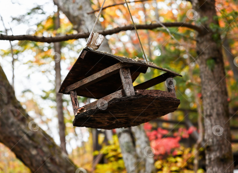 Скачать Деревенская деревянная кормушка для птиц в форме домика, подвешенная на еловой ветке среди разноцветных осенних листьев, символизирует заботу о лесных животных. фотосток Ozero