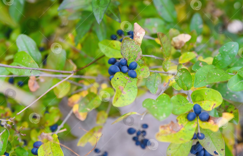 Скачать Ягоды дикой голубой жимолости на покрытом листвой кустарнике осенью в Приморском крае, Дальний Восток России фотосток Ozero