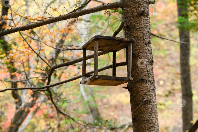 Скачать Деревянная кормушка для птиц и белок висит на ели в осеннем лесу, окруженная разноцветными листьями и ветками. фотосток Ozero