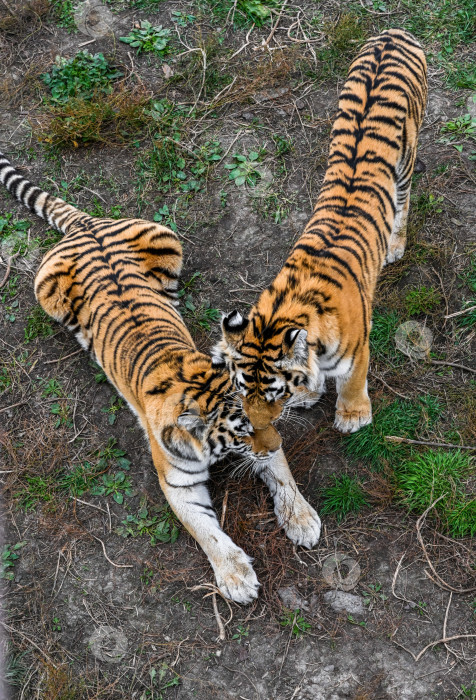 Скачать Два амурских тигра соприкасаются головами в Приморском крае, Россия. Дикие крупные кошки демонстрируют нежное взаимодействие в естественной среде обитания. фотосток Ozero