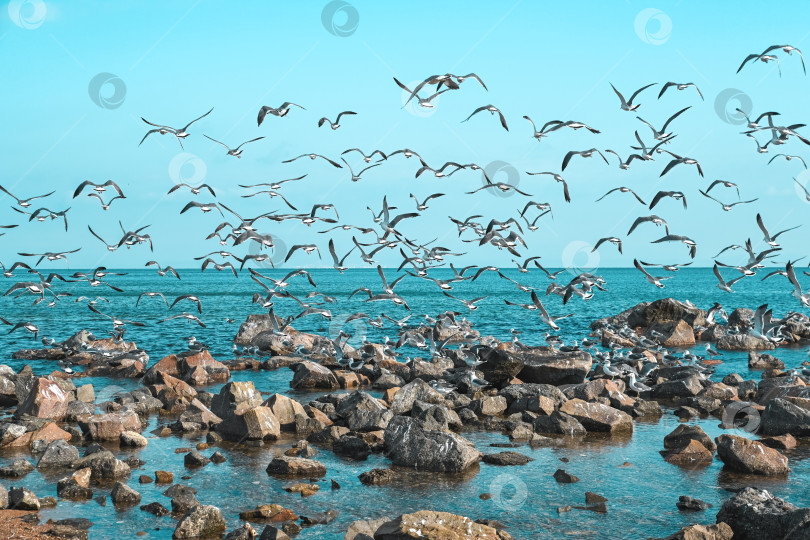 Скачать Стая чаек пролетает над скалистым берегом Японского моря во Владивостоке, Приморский край, ясным голубым днем со спокойной океанской водой и ярким небом. фотосток Ozero