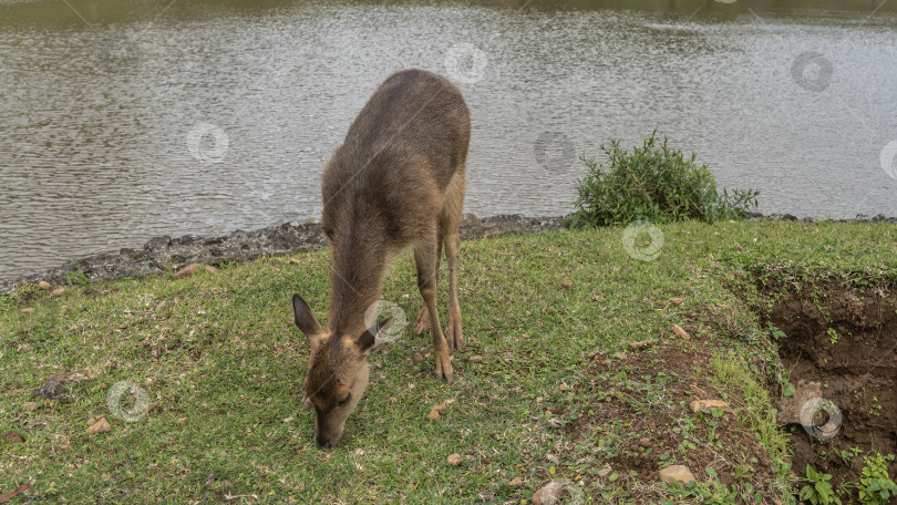 Скачать Олень Rusa Cervus timorensis пасется на зеленой лужайке у пруда. фотосток Ozero