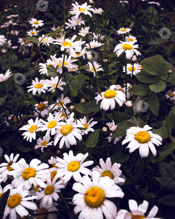 Скачать Ромашки фотосток Ozero