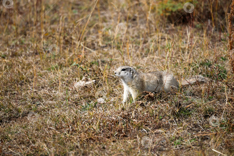 Скачать Красивый длиннохвостый суслик крупным планом. фотосток Ozero