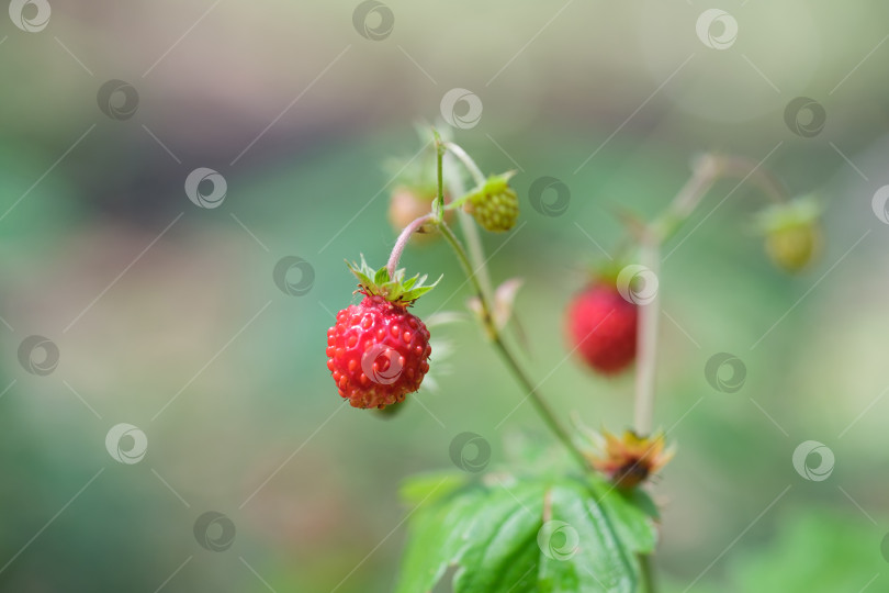 Скачать Лесная земляника в летнем лесу, крупный план фотосток Ozero
