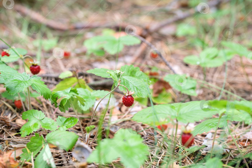 Скачать Лесная земляника в летнем лесу, крупный план фотосток Ozero