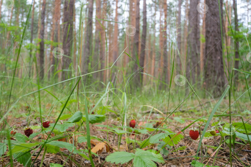 Скачать Лесная земляника в летнем лесу, крупный план фотосток Ozero