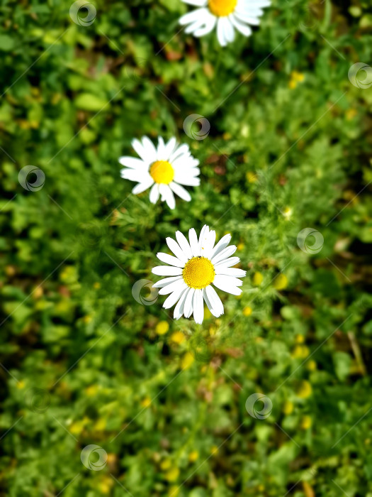 Скачать Мелкие ромашки на фоне зеленой травы. фотосток Ozero