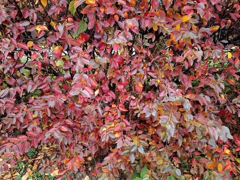 Скачать Покрасневшие листочки кустарников фотосток Ozero