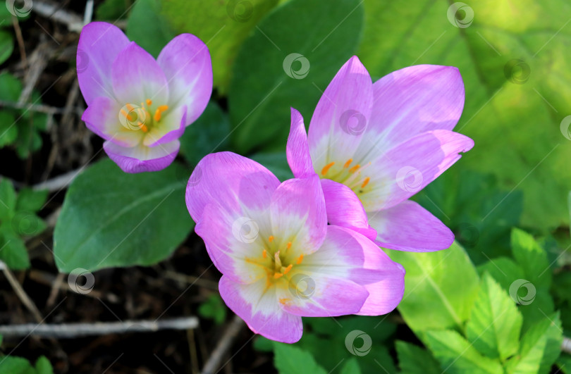 Скачать Цветы безвременники в полутени в осеннем саду в солнечный день фотосток Ozero