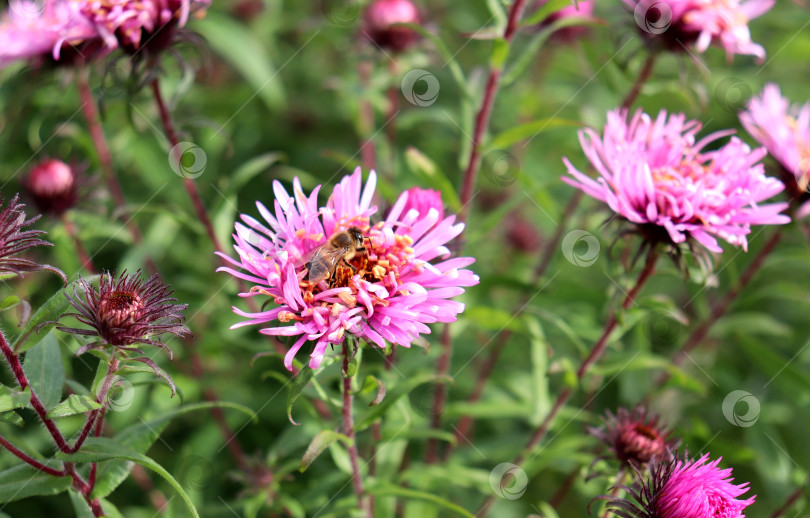 Скачать Пчела собирает нектар с розового цветка астры в саду в солнечный осенний день. фотосток Ozero
