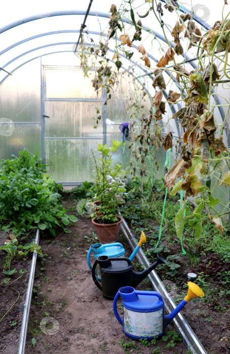 Скачать Осенняя теплица с лейками, сухими стеблями огурцов, горшками с цитрусовыми и зелеными кустами рукколы в осенний день фотосток Ozero