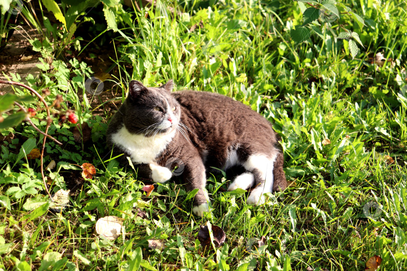 Скачать Серый кот лежит на траве, пристально глядя широко раскрытыми глазами в сад в солнечный осенний день. фотосток Ozero