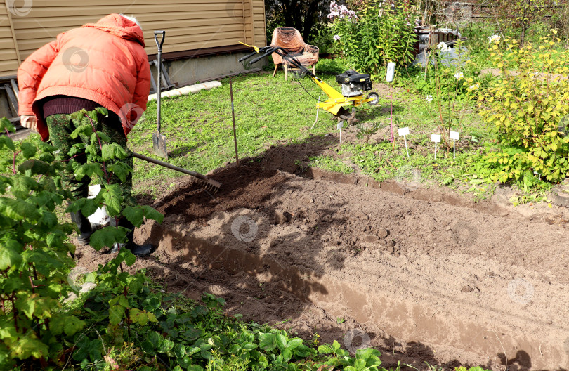 Скачать Пенсионер-фермер выравнивает землю граблями в солнечный осенний день, готовя грядку для посадки чеснока фотосток Ozero