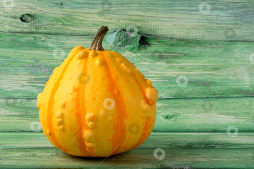 Скачать Мини-желтая бородавчатая тыква на зеленом деревянном фоне фотосток Ozero