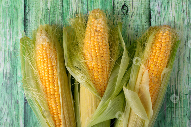 Скачать Три сырых кукурузных початка, частично очищенных от шелухи, чтобы показать ярко-желтые зерна фотосток Ozero