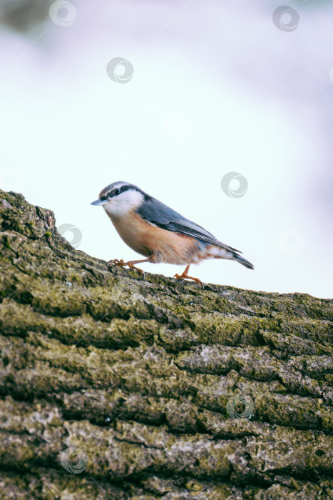 Скачать Птица поползень в парке Александрино фотосток Ozero