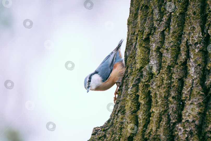 Скачать Птица поползень в парке Александрино фотосток Ozero