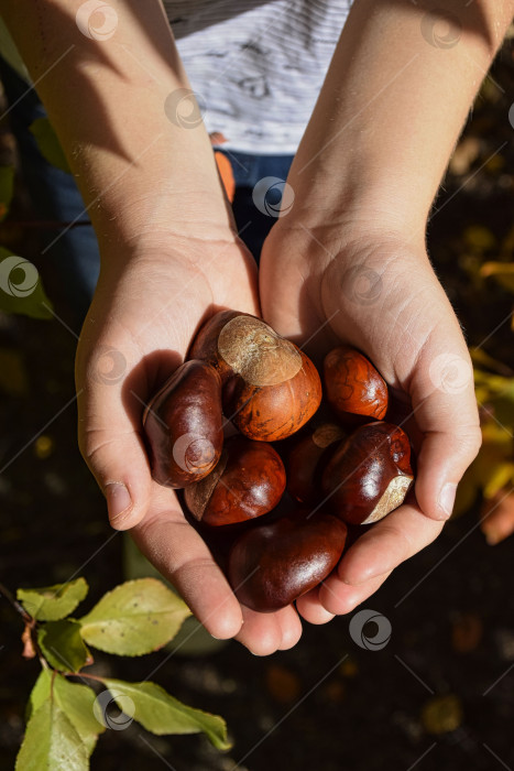 Скачать Плоды конского каштана в руках ребенка фотосток Ozero