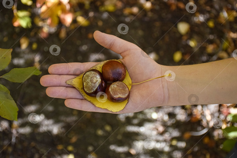 Скачать Три каштана фотосток Ozero