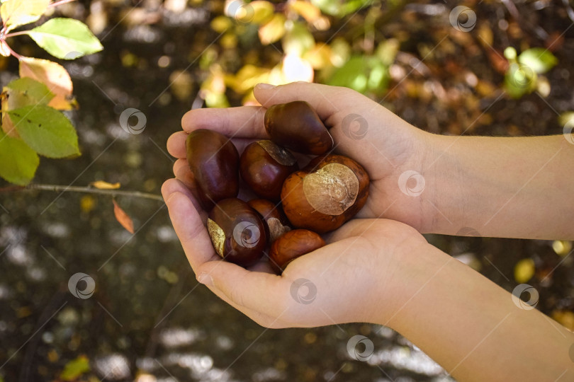 Скачать Каштаны на ладошках фотосток Ozero