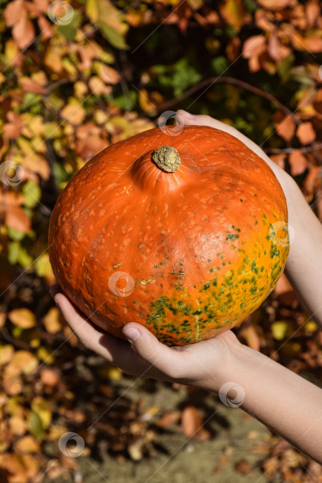 Скачать Оранжевая тыква в зеленую крапинку фотосток Ozero